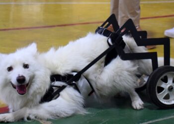 Estudiantes de la UPSA fabricaron prótesis y sillas de ruedas a medida para mascotas