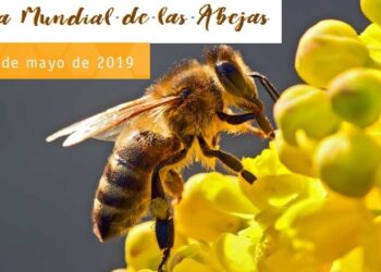 20 de mayo Día Mundial de las Abejas, es para reflexionar sobre su importancia en la conservación del planeta