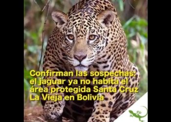 Confirman las sospechas: el jaguar ya no habita el área protegida Santa Cruz La Vieja en Bolivia