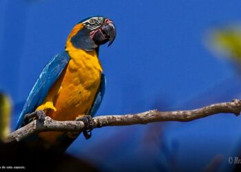 Entregan equipos para apoyar el cuidado de la paraba barba azul