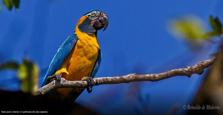 Entregan equipos para apoyar el cuidado de la paraba barba azul