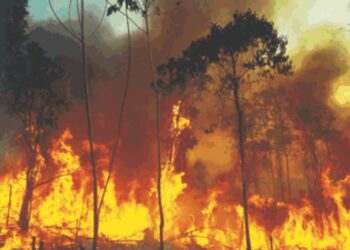 Naciones Unidas sobre los incendios forestales en el Amazonas