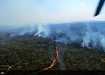La reforestación de la zona incendiada tomará 200 años