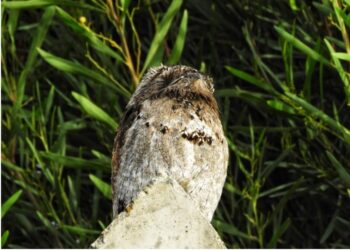 Avistan un guajojó en La Paz, a casi 3.500 metros de altura