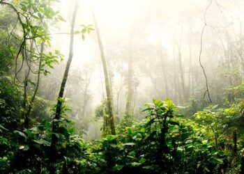 CAF protege 300.000 hectáreas de la Amazonía peruana y neutraliza las emisiones de gases de efecto invernadero emitidas desde 1970