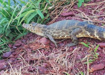 Itacamba implementó proyecto de traslado de lagartos para proteger la fauna de su entorno