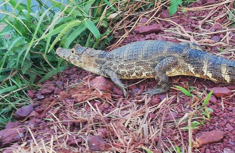 Itacamba implementó proyecto de traslado de lagartos para proteger la fauna de su entorno