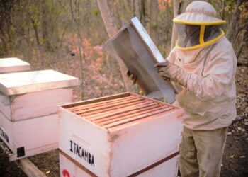 Itacamba apoya la incubación de negocios con peces, verduras y abejas para unas 15 familias