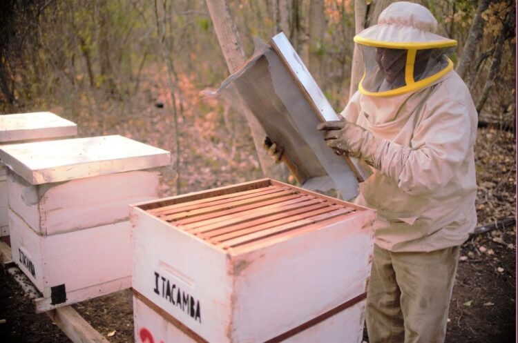 Itacamba apoya la incubación de negocios con peces, verduras y abejas para unas 15 familias