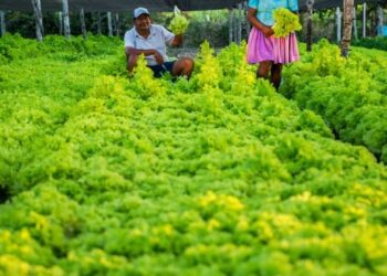 Itacamba apoya la incubación de negocios con peces, verduras y abejas para unas 15 familias