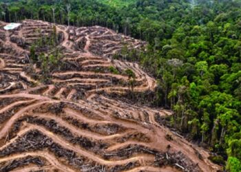 Deforestación,  una de las causas del coronavirus