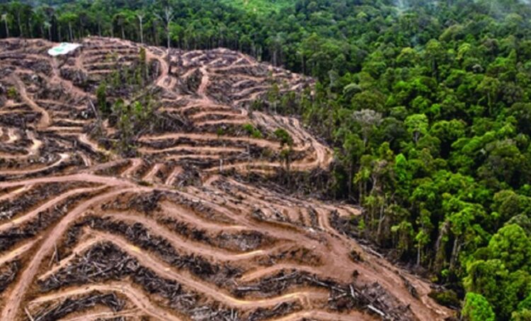 Deforestación,  una de las causas del coronavirus