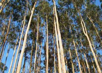 Por: Guillermo Villalobos: Gobierno transitorio aprueba importación de eucaliptos para plantaciones forestales comerciales.