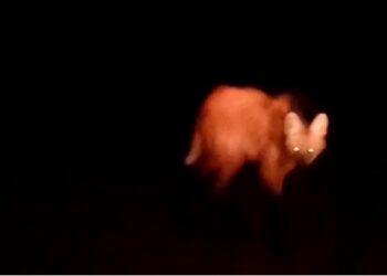 Un regalo del Parque Nacional y Área Natural de Manejo Integrado Otuquis: Guardaparques avistan al borochi, especie casi amenazada