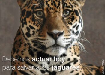 Wildlife Conservation Society Bolivia lanza campaña para proteger al jaguar