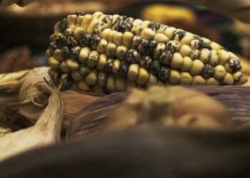 Nace Chicha Taquiña, la bebida que promoverá la cultura local y el cultivo de especies de maíz