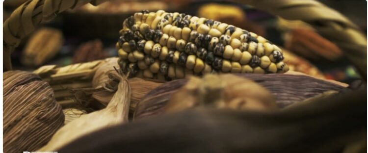 Nace Chicha Taquiña, la bebida que promoverá la cultura local y el cultivo de especies de maíz