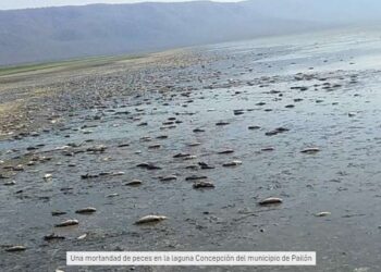 Una guardaparque se encontró con una mortandad de peces mientras hacía un recorrido por una laguna de Pailón