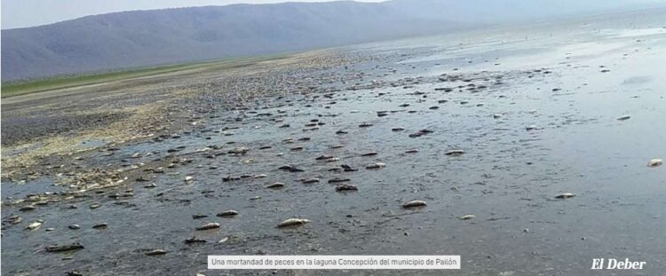 Una guardaparque se encontró con una mortandad de peces mientras hacía un recorrido por una laguna de Pailón