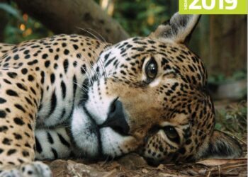 Memoria 2019 Fundación Telefónica VIVA: Palabras de su presidente, Leonardo Saunero