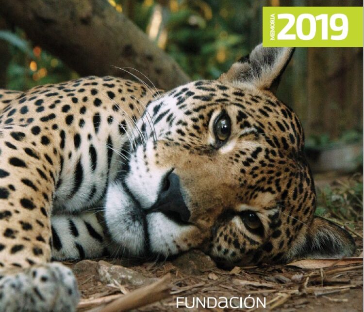 Memoria 2019 Fundación Telefónica VIVA: Palabras de su presidente, Leonardo Saunero