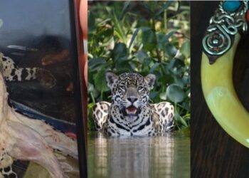 Bolivia: investigación revela que tres grupos criminales internacionales controlan el tráfico de jaguares