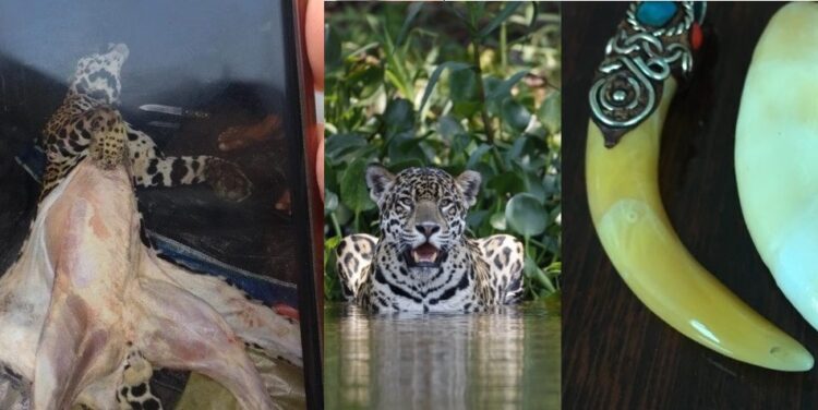 Bolivia: investigación revela que tres grupos criminales internacionales controlan el tráfico de jaguares