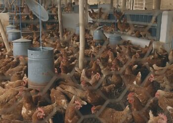 Cliente de Banco Bisa: La granja Saavedra de Cochabamba crece con un enfoque solidario