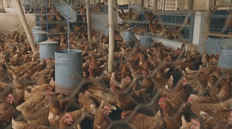 Cliente de Banco Bisa: La granja Saavedra de Cochabamba crece con un enfoque solidario