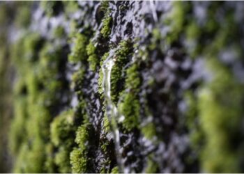 La Compañía Coca-Cola reafirma su compromiso con el cuidado del agua