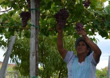 EcoFuturo aporta al sector productivo de Tarija con créditos por más de $us 20 millones