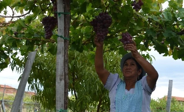 EcoFuturo aporta al sector productivo de Tarija con créditos por más de $us 20 millones