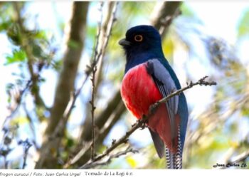 Bolivia se alista para el mundial de observación de aves “Global Big Day 2021”