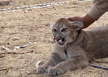 Un nuevo comienzo para Nuna, una joven puma rescatada