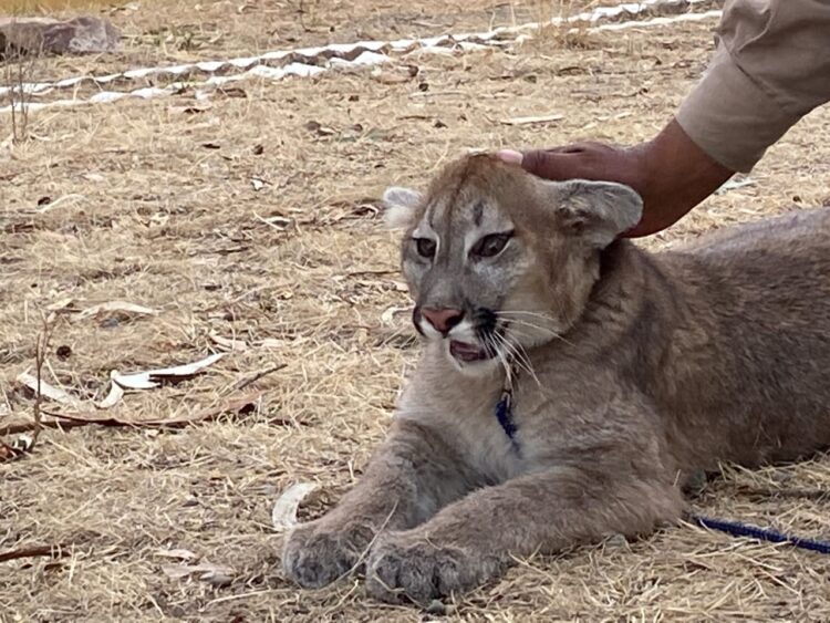 Un nuevo comienzo para Nuna, una joven puma rescatada