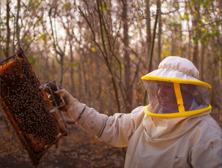 Con apoyo de Itacamba cerca de 15 familias de Puerto Suárez incuban negocios con verduras y abejas