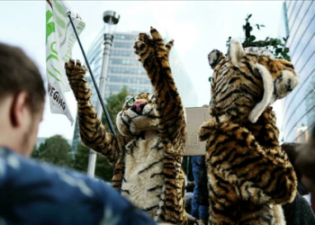 Dos manifestantes disfrazados de tigre marchan contra el cambio climático el 10 de octubre de 2021 en Bruselas Kenzo Tribouillard AFP