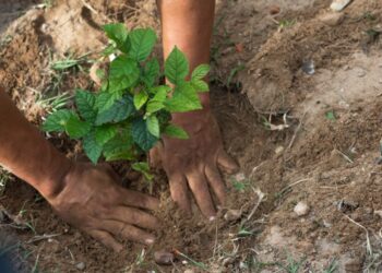 La consultora GreenCloud destaca a EMBOL por su reducción de emisiones de dióxido de Carbono