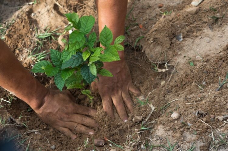 La consultora GreenCloud destaca a EMBOL por su reducción de emisiones de dióxido de Carbono