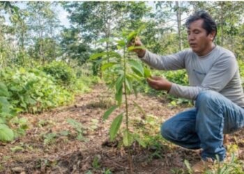 Una nueva esperanza verde para los suelos degradados