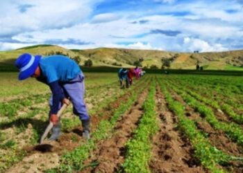 Planteamientos para la elaboración de una política pública para el desarrollo sostenible de la agricultura
