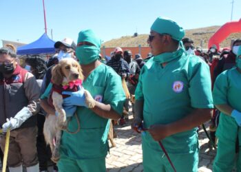 CBN dona losetas ecológicas y pallets para un  albergue de animales abandonados en Oruro