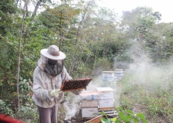 “Adopta una colmena”: la iniciativa mundial que  protege las abejas suma el apoyo de Los Tajibos