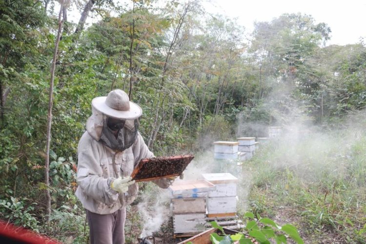 “Adopta una colmena”: la iniciativa mundial que  protege las abejas suma el apoyo de Los Tajibos