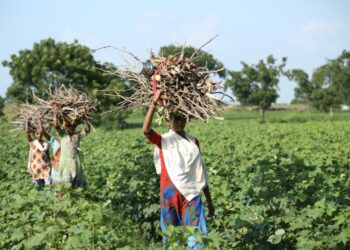 Medio ambiente saludable, un derecho humano declarado por la ONU