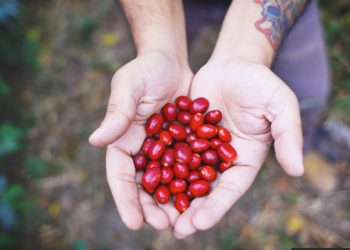 Buena Vista quiere que el país valore que tiene “uno de los mejores cafés del mundo”