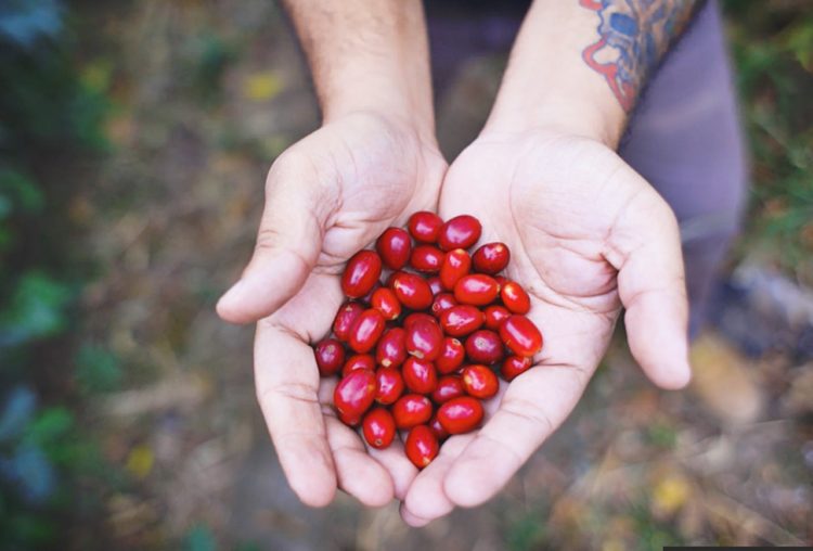 Buena Vista quiere que el país valore que tiene “uno de los mejores cafés del mundo”