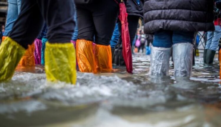 OPINIÓN: ¿Cisne negro o Rinoceronte gris?….y la autopista al infierno