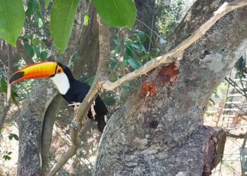 Bioparque Güembé, 18 años de magia y naturaleza paras los bolivianos