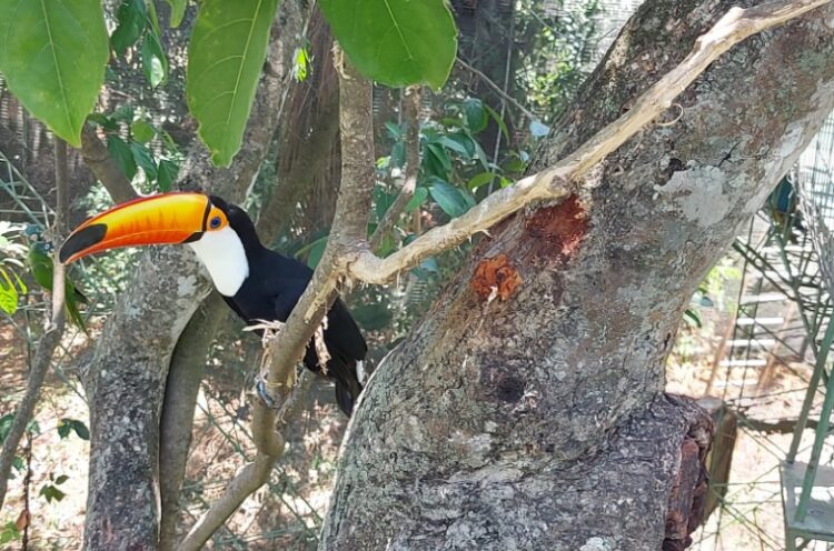 Bioparque Güembé, 18 años de magia y naturaleza paras los bolivianos